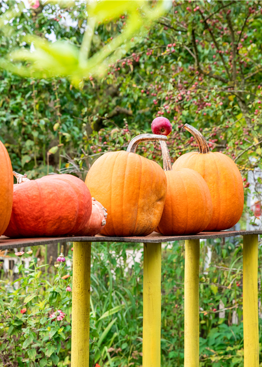 Herbst - Kürbisse im Gartenambiente