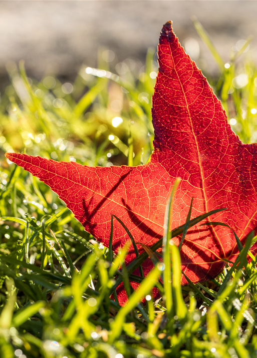 Herbstfärbung