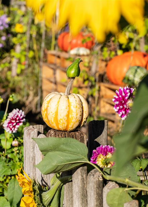 Kürbis im Garten